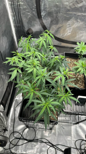 754AC5D5-D8E3-4DF2-AF22-9E64BCB93352