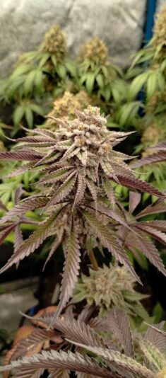 3a12d9e0-3f71-406c-ace9-3677af171759