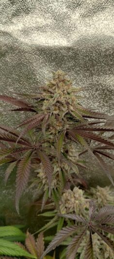 ebafc64d-277a-463e-badb-7115745da918