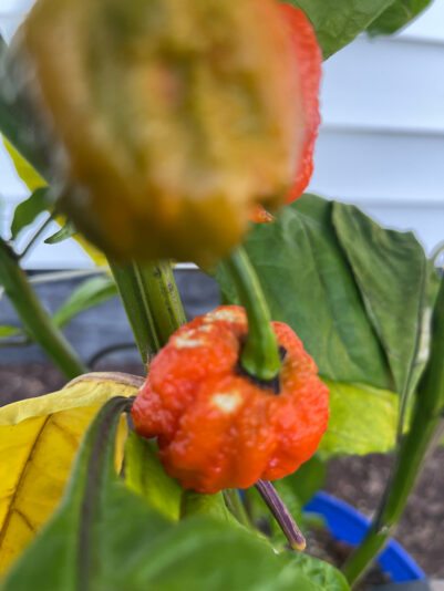 7163CD2F-0809-4C7B-9CDC-1CA320472632