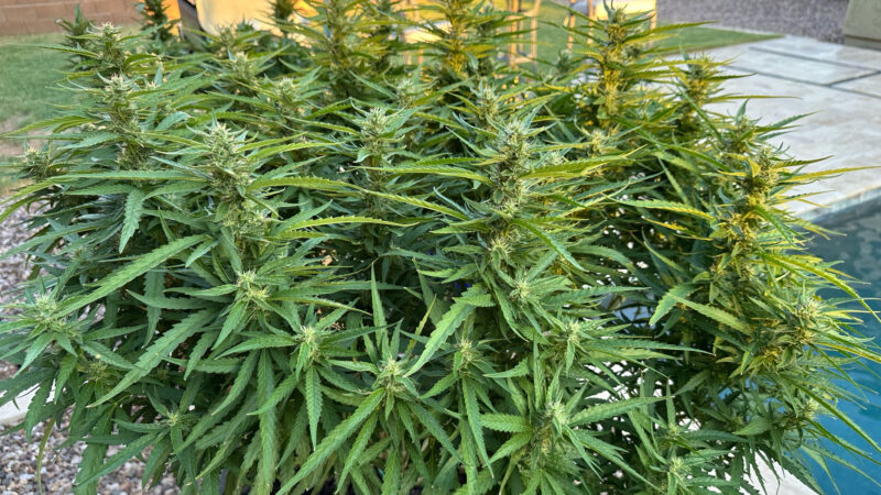 0A9DCD1B-75AC-40A8-ABED-0EDFC1AACB9B