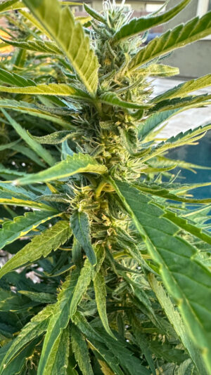 1505C3D8-9485-4C26-98CA-4945124CA0C6