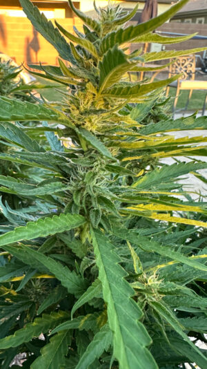 1A75187B-060F-4B53-B7E3-86D2CC280EEE