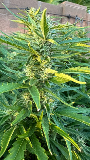 425BFD2B-A687-4A80-9C04-FEC57B853F89