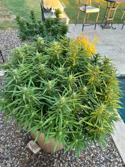 7FC3380A-0EF7-42CD-A92A-1E97EAF684D9