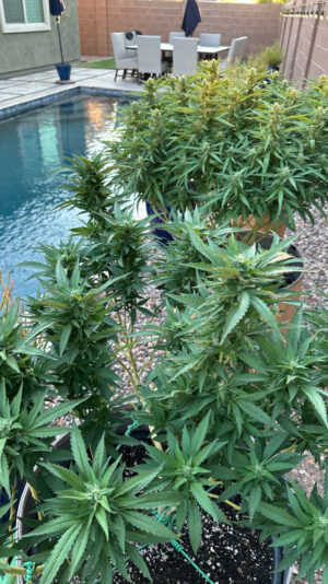 DA9A2A35-4994-4BC8-BB4F-D7892BF2E662