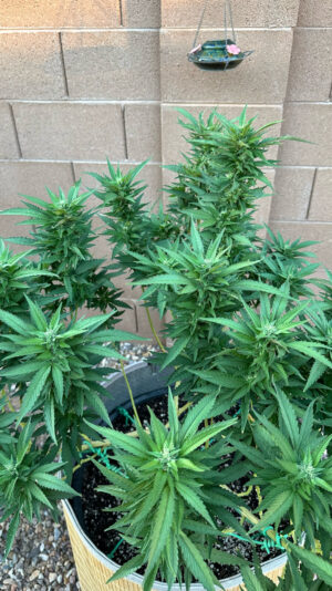 F3961F24-B7D0-4DE3-9605-12C9AD1921CE