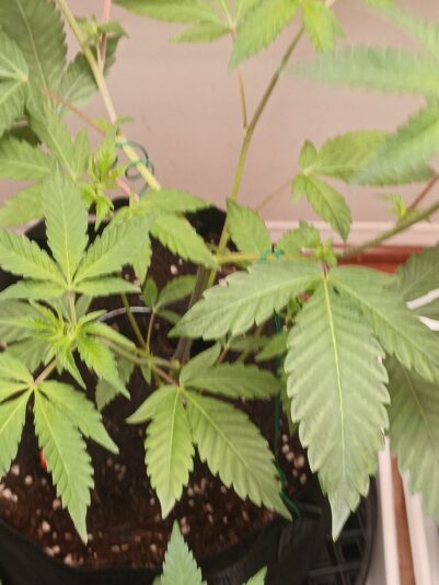 539914ec-0feb-42d5-8a42-eb3dfb822334