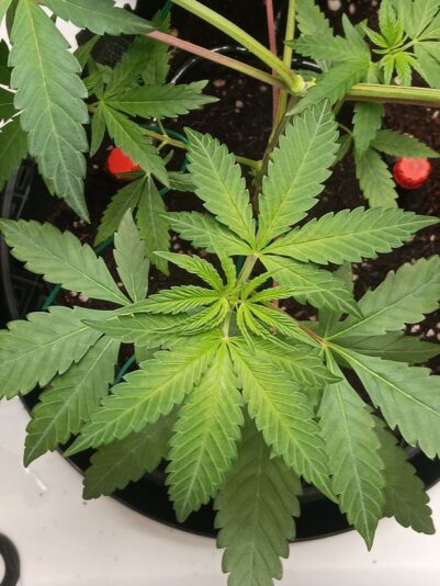 945a9320-bdab-4dcc-842d-e7d20d741b55