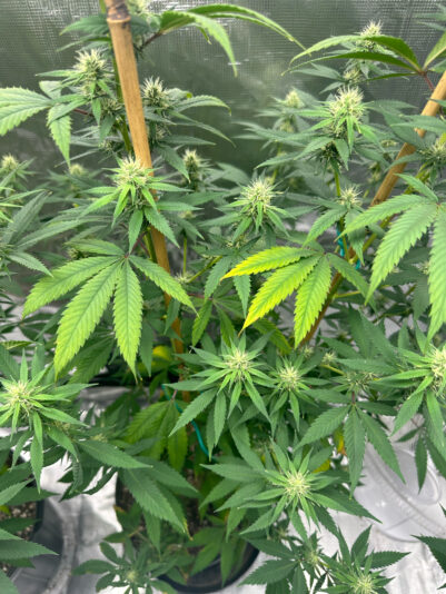 7EB3462C-DA0C-4195-8943-9AB559147C4A