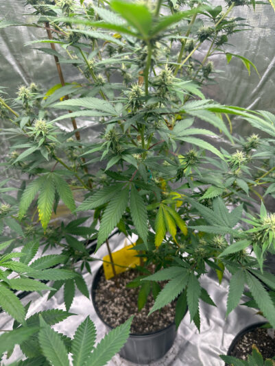 5FA56969-5D19-499F-851E-C15D6BA85AFB