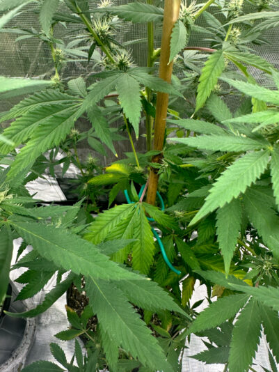 ACB3245A-EDFD-42FC-9D9E-9B8139BEABA4