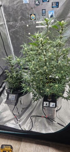 333e8516-7fc0-4d53-ab1f-451b618dffa8