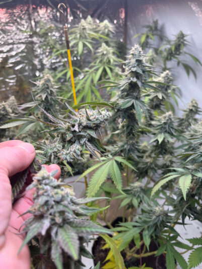 DC19E311-07C1-42F3-9CC9-92A3DFC5DD7B