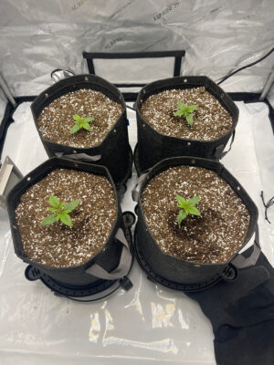 F6BB5B77-3433-4D22-932E-F0CA00E6562E