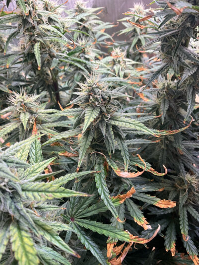 BBACEDAF-914D-4007-8D53-75ADB7A7861B