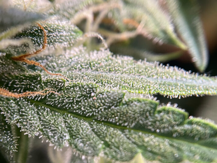 788DF242-CB8B-44C2-B175-905D1F43EA17