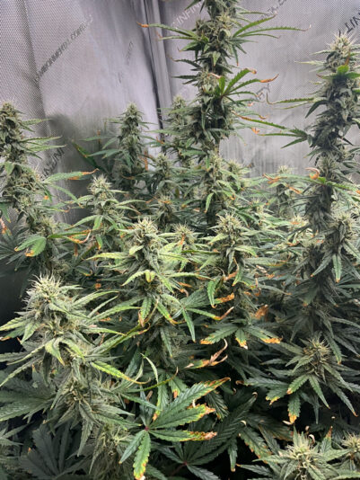 E397B503-D420-4E09-B835-C50A3B08E2DB