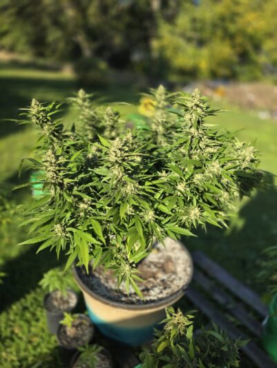 977c52ac-fe36-4048-b69d-bf501e2ae3ca