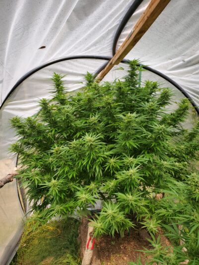 a4a7dc5a-a467-49e6-9a97-cb3d5fa9344d