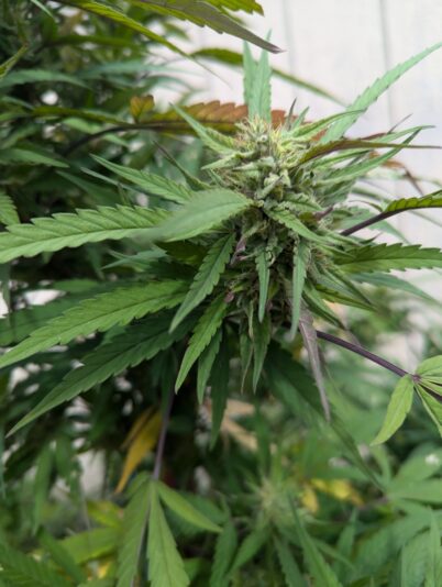 17b765f4-2e95-4604-911a-c915a12e444a