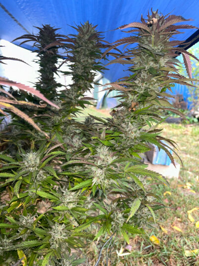 1FB0AF46-5089-453B-9D05-E2AFE8763435