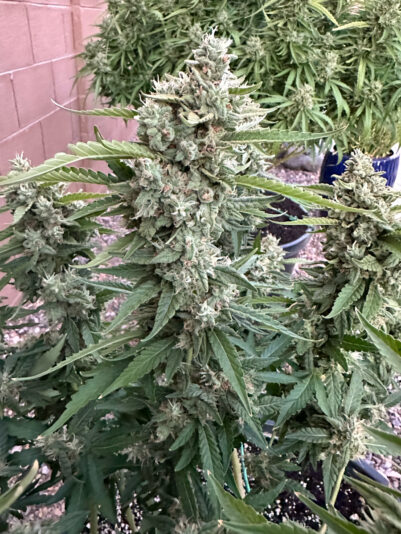 02260669-F291-4A61-9414-08D315D0D67C