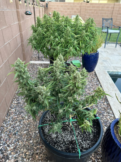 59B57838-FC87-47FA-9C5F-C395EB7DC410