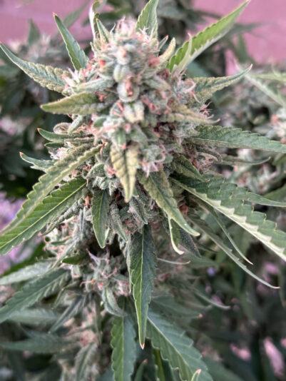 7257D00A-9DCA-481E-B128-8449D989F5F9