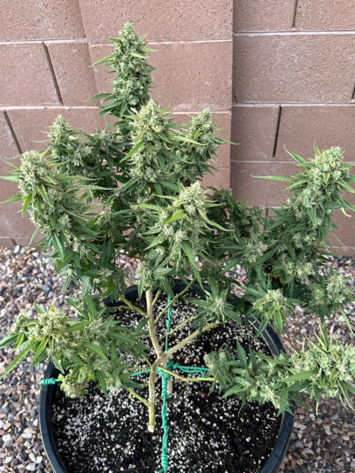 B0DA2177-B94A-4058-AF82-A31549D08FA0