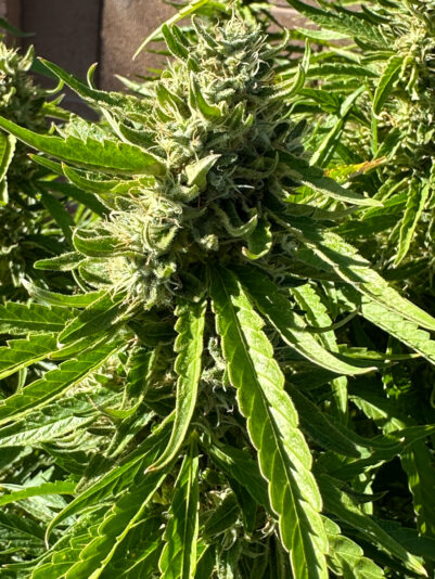 F9DECFE1-B8DC-4E77-B3C6-4605540FB4CB