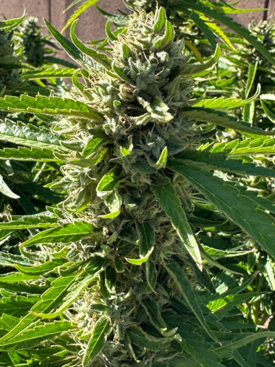 5BF39444-3E41-4564-8E1D-6C2B91E7E37B