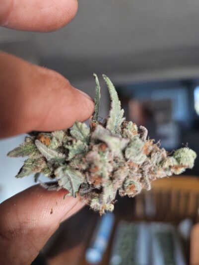 afc5771e-bfb4-438a-987e-48bd14c5df15