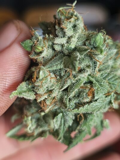 4daba481-a395-419d-81da-fd322c3b087a