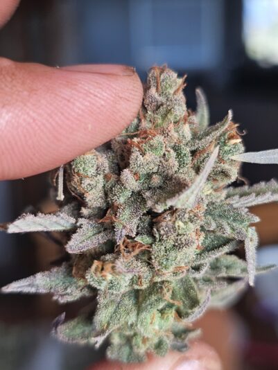 917739ca-ba1c-43d0-8ada-882baf51bc7e