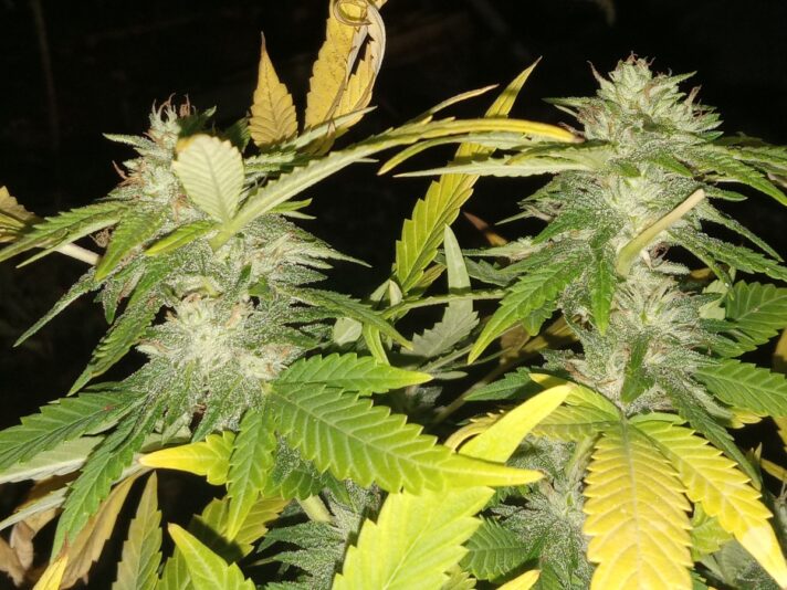 c6e3387f-a8ca-45ec-be1e-dc5514e4d463