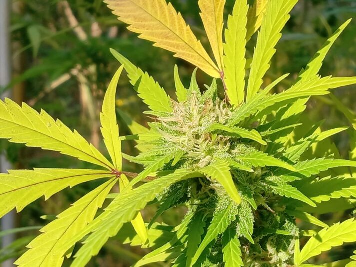 77fc501b-1759-4eff-ada0-8013f2619e5f