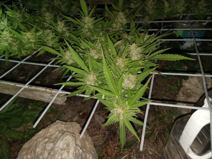 c59e11bc-6e5d-4769-84a7-f27c7b0d4e52