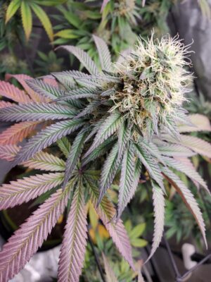 afe84e11-8796-48e4-b0ac-39bb73fdc642