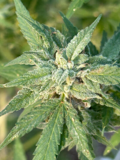 544EAA93-C422-4040-83DE-AC57DF346437