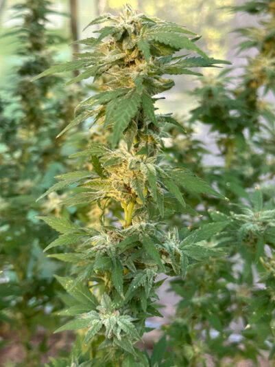 BBBBEABB-5F39-4858-B51F-1049D946A1F8