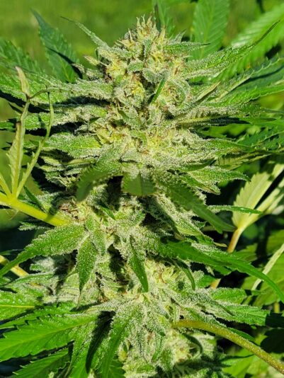 24419159-90ca-46a1-aa9e-86eee871d24f