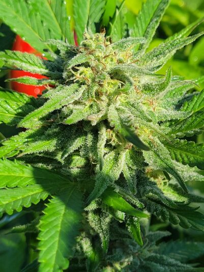 33d0de7b-7767-4e8b-9541-db05ccf56e0e