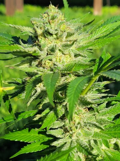 f185699a-ec6f-49ba-ad75-02753abb99ab