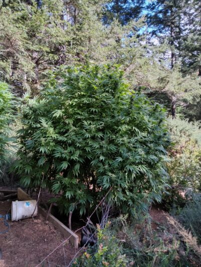 97268159-4350-45a9-bd0a-2a4fb707ca18