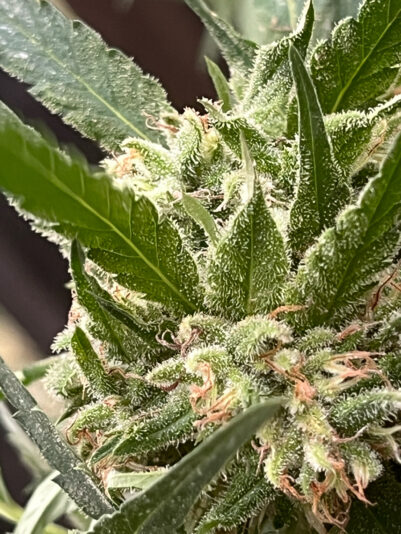 0BC0DF8D-6118-4610-A245-44BFC5012623