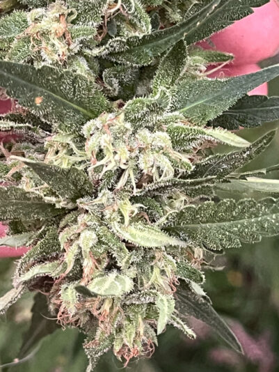 9608D31C-41F7-470D-B557-7B97718FFD56