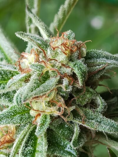 ea8bd47b-099f-4581-854c-8f9a11785ca4