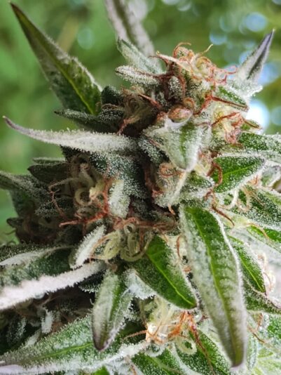 bca20b2c-250c-41f0-8bd9-92e04944053b