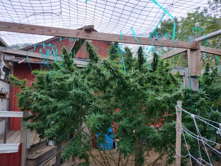 cc810759-23d6-45f6-a4a3-290b3d53d2dc